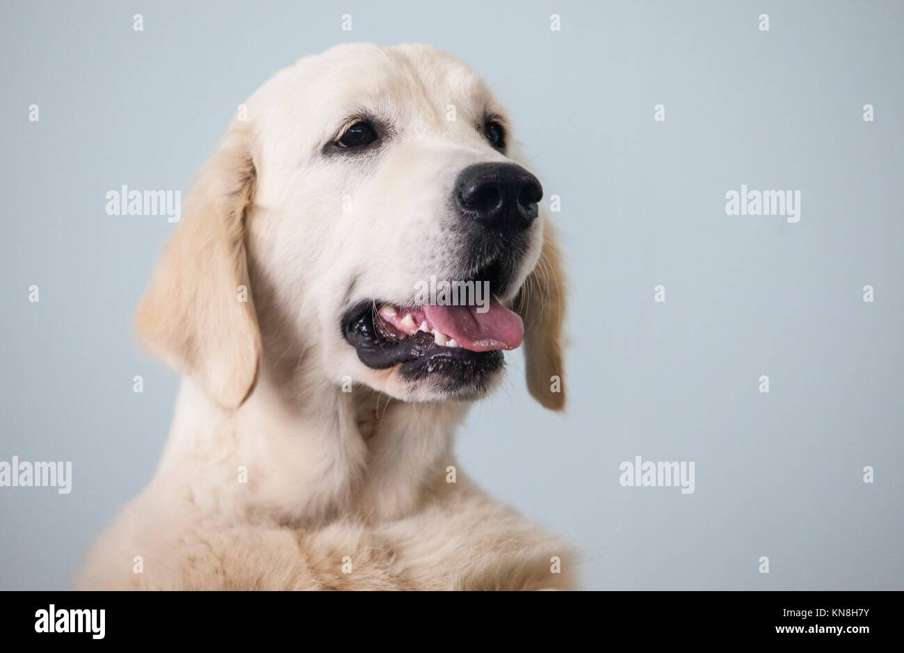 Golden Retriever Hund Portrait über die Pfoten. Stockfoto