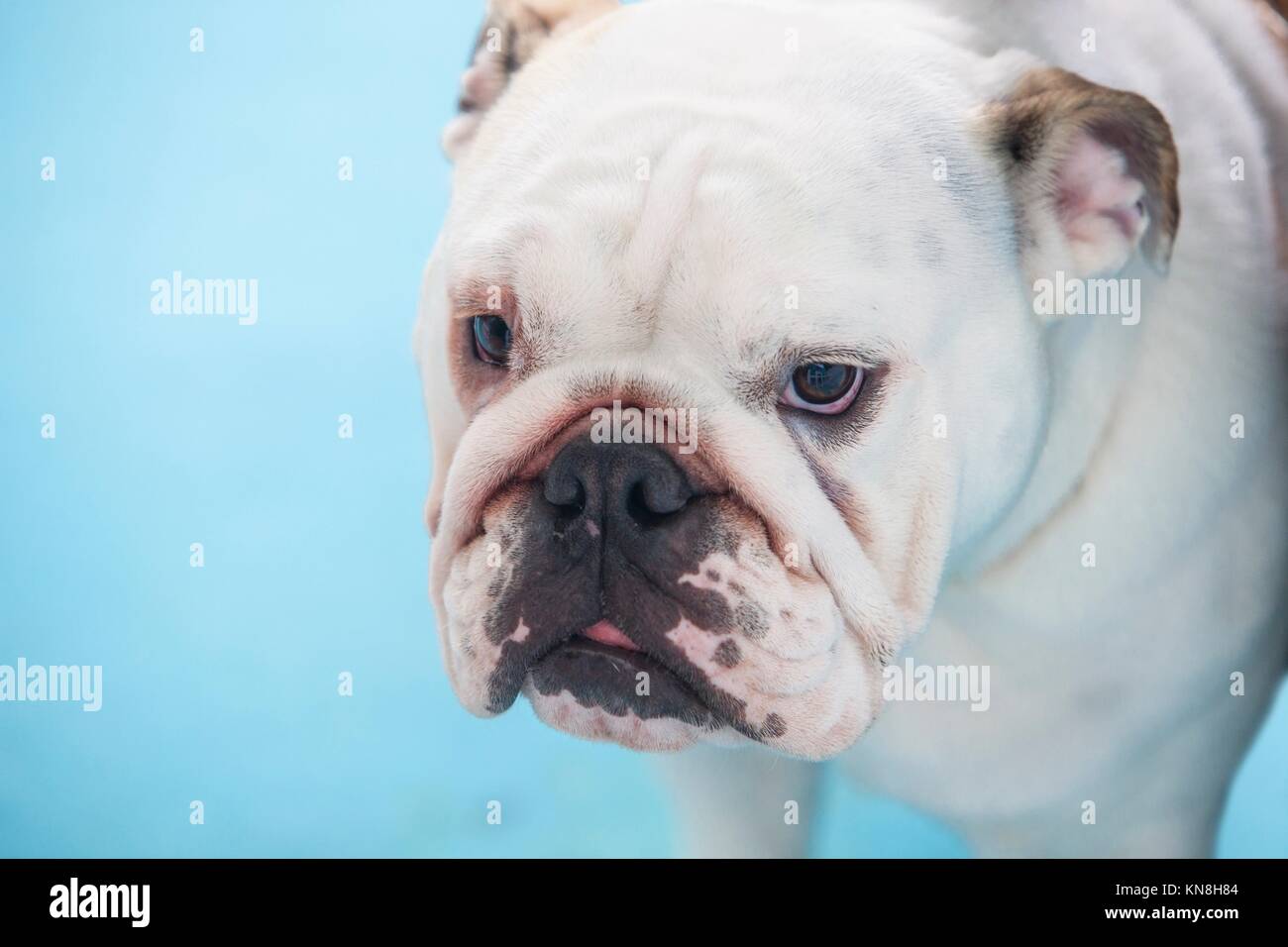Britische Bulldogge unter der Obhut des Besitzers vor der Ausstellung Wettbewerb. Stockfoto