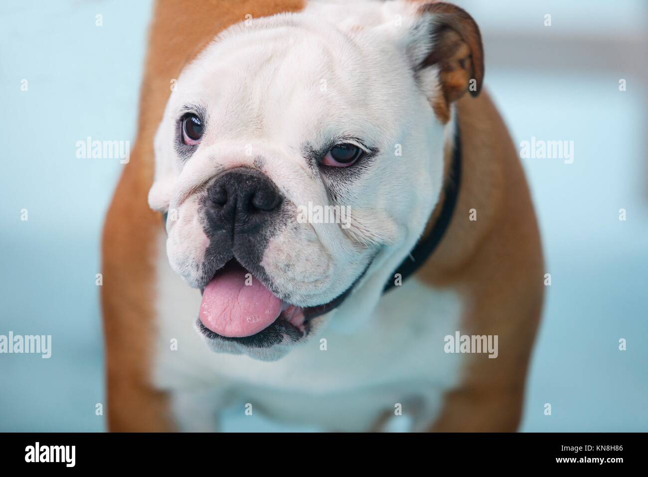 Britische Bulldogge unter der Obhut des Besitzers vor der Ausstellung Wettbewerb. Stockfoto