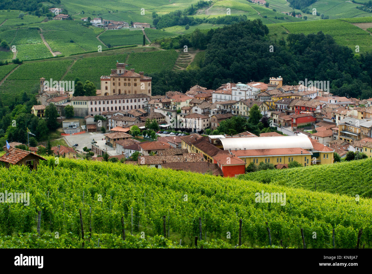 Weinberg, Barolo, Piemont, Italien Stockfoto