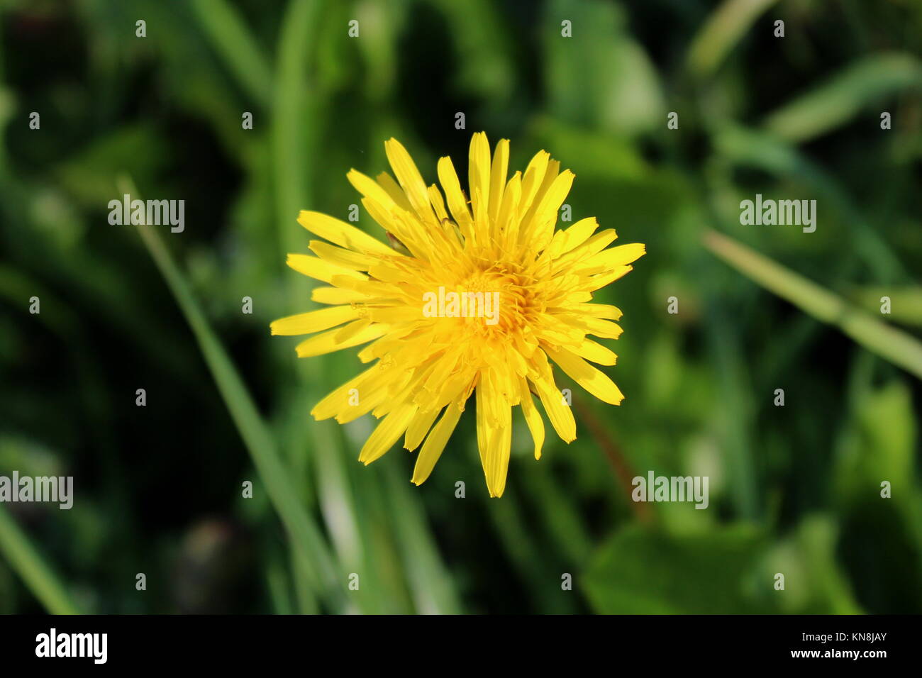 Marsh Falken Bart oder Crepis paludosa einzelne gelbe Wildflower closeup auf grüne Blätter Hintergrund auf warmen sonnigen Tag Stockfoto