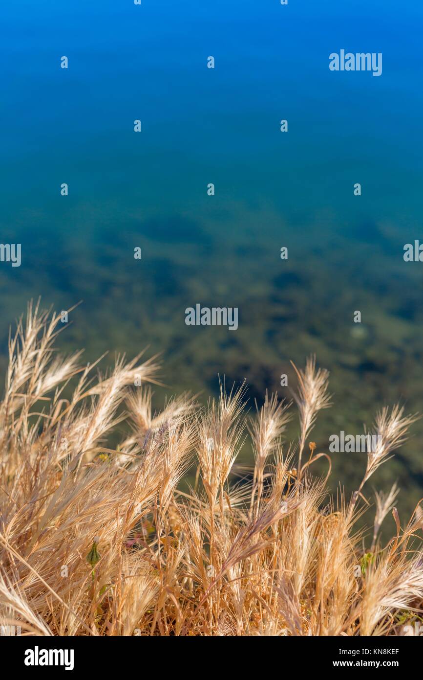 Flauschige gelben Gras Meeresgrund natürlichen Hintergrund. Stockfoto