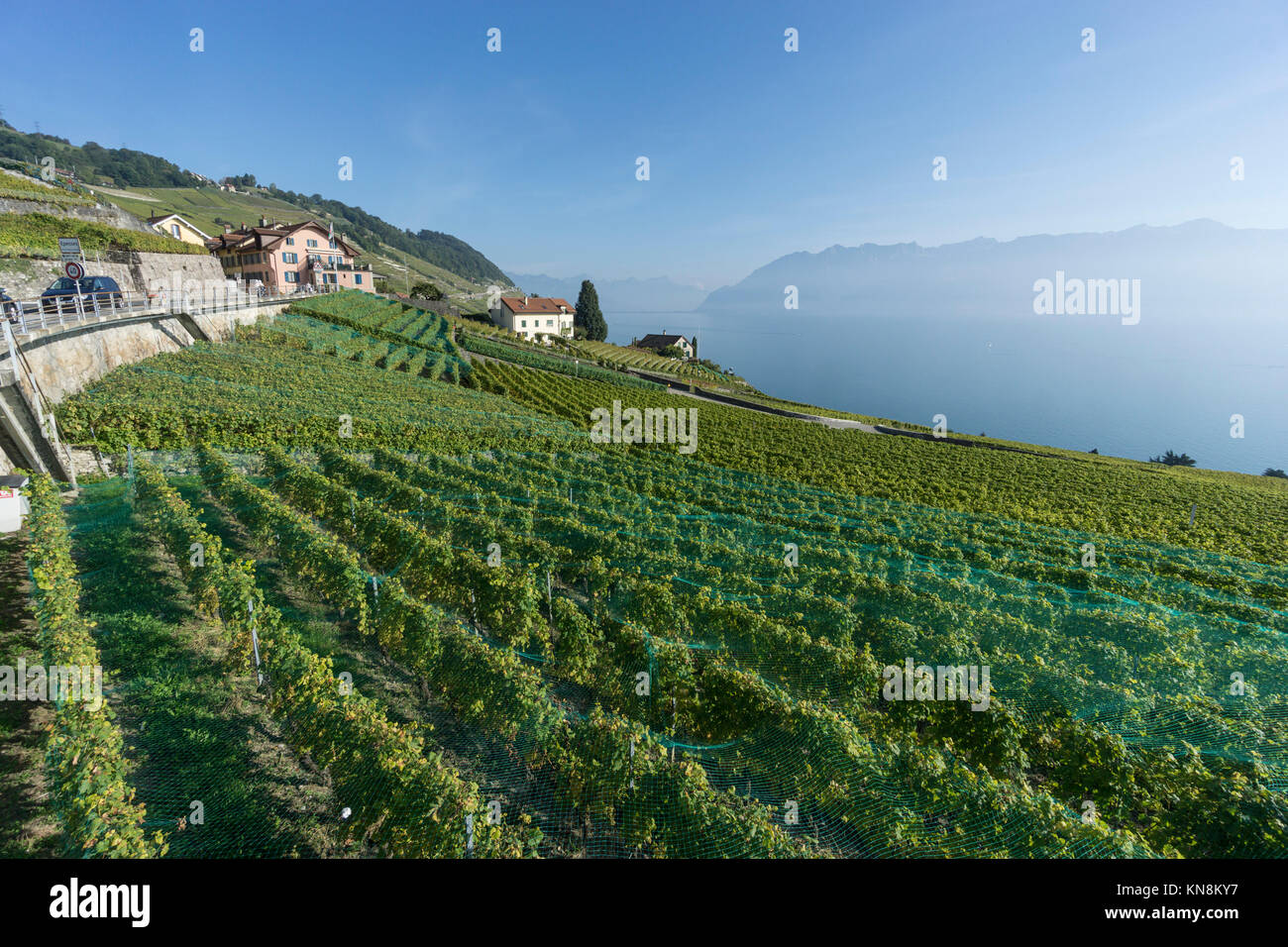 Epesses, Weinberge, Lavaux Region Genfer See, Schweizer Alpen, Schweiz Stockfoto