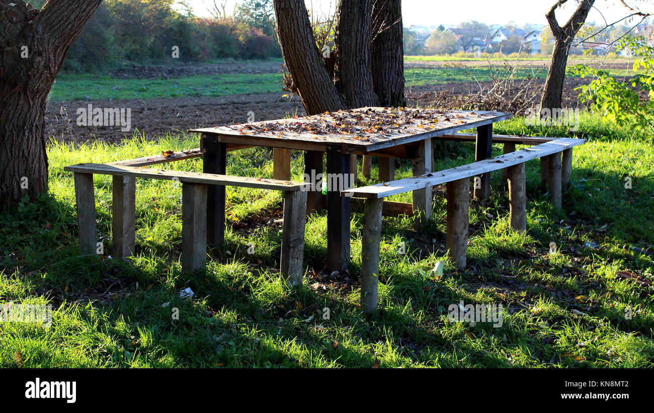 Holz-, stark beanspruchter Tabelle mit vier kleineren Bänken in den gefallenen Blätter im Herbst in der ungeschnittenen Grases im Schatten der alten mächtigen Bäumen bedeckt Stockfoto