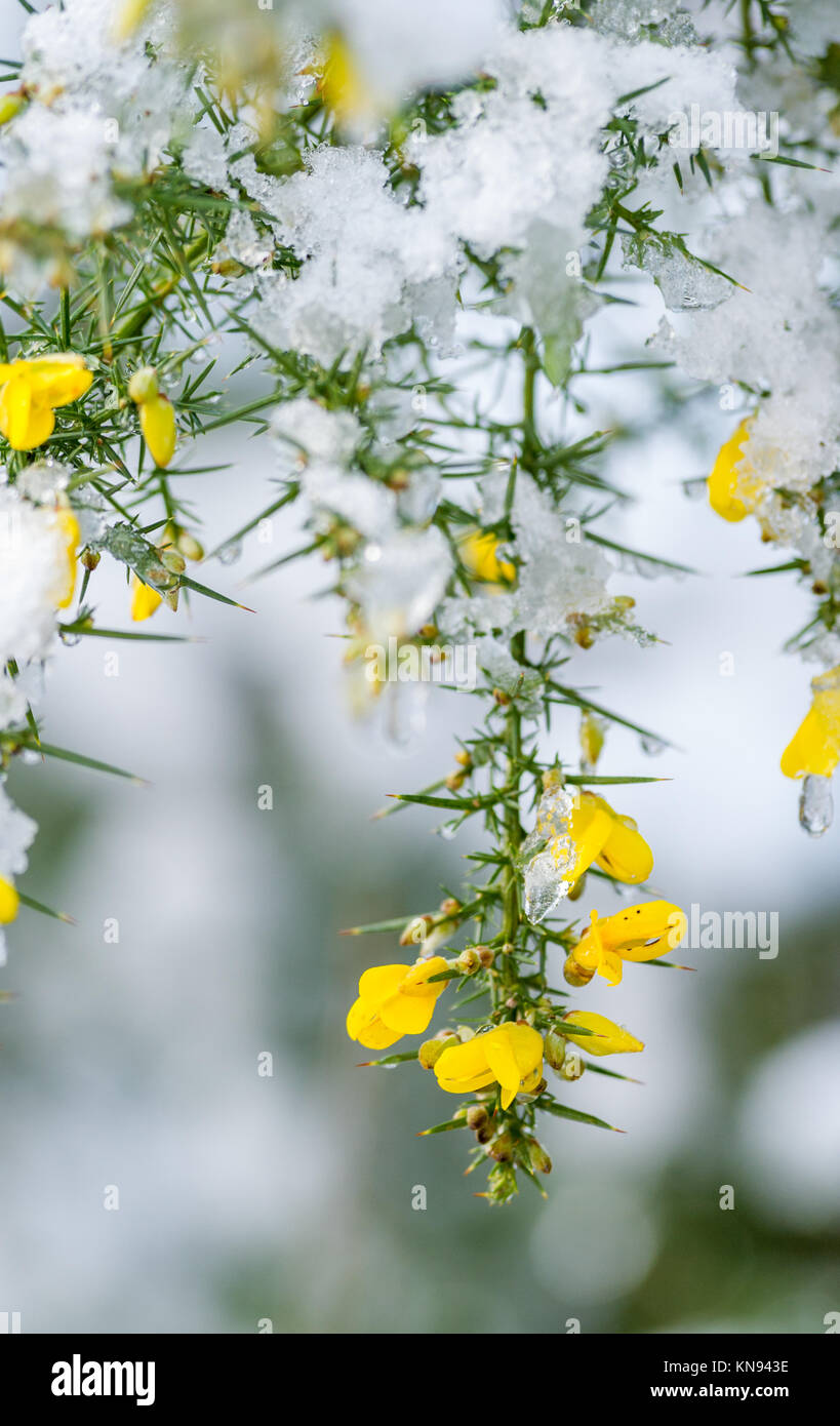 Gelber Ginster Blumen mit einem frischen Abdecken von Schnee und Eis  Stockfotografie - Alamy