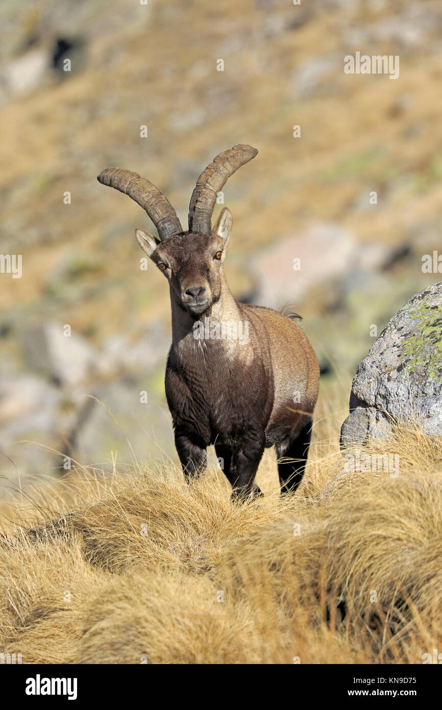 Spanische Männer Steinböcke in der Sierra de Gredos Spanien Stockfoto