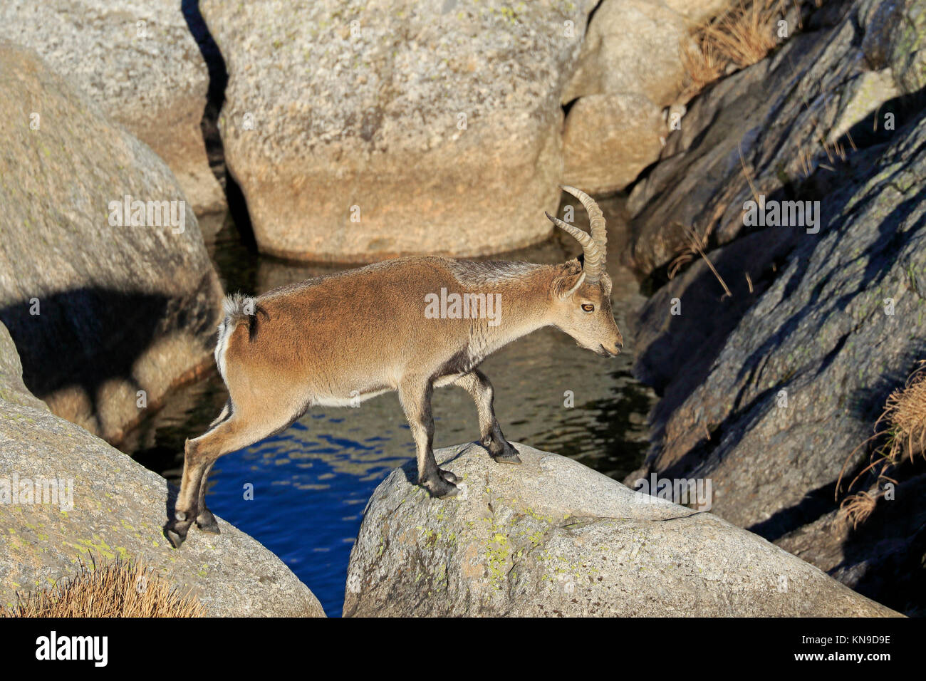 Spanische Männer Steinböcke in der Sierra de Gredos Spanien Stockfoto