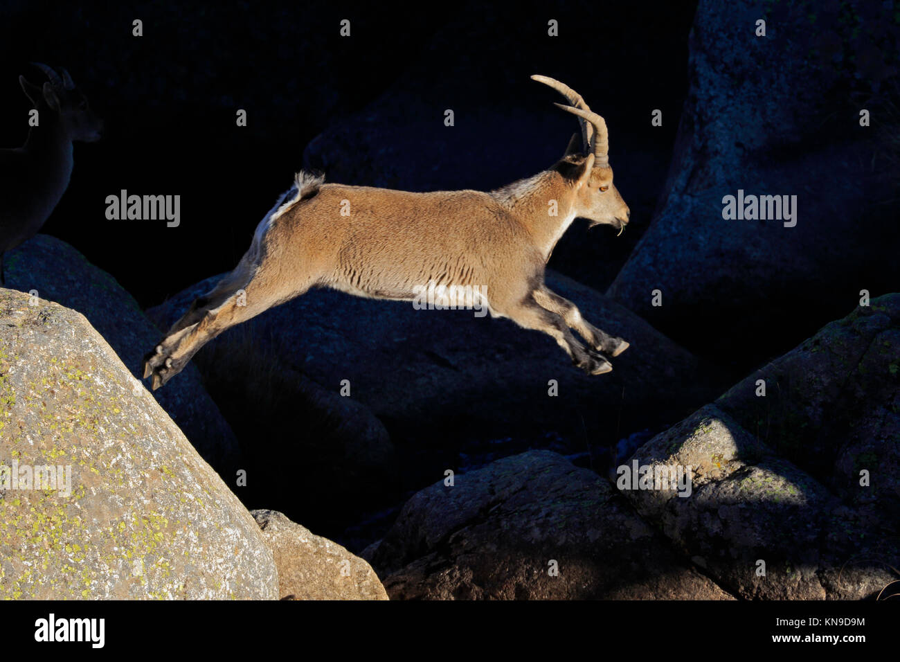 Spanische Männer Steinböcke springen in der Sierra de Gredos Spanien Stockfoto
