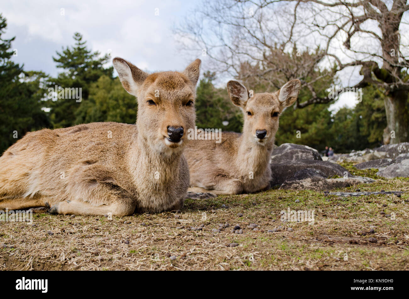 Sika Deer in Nara, Japan Stockfoto