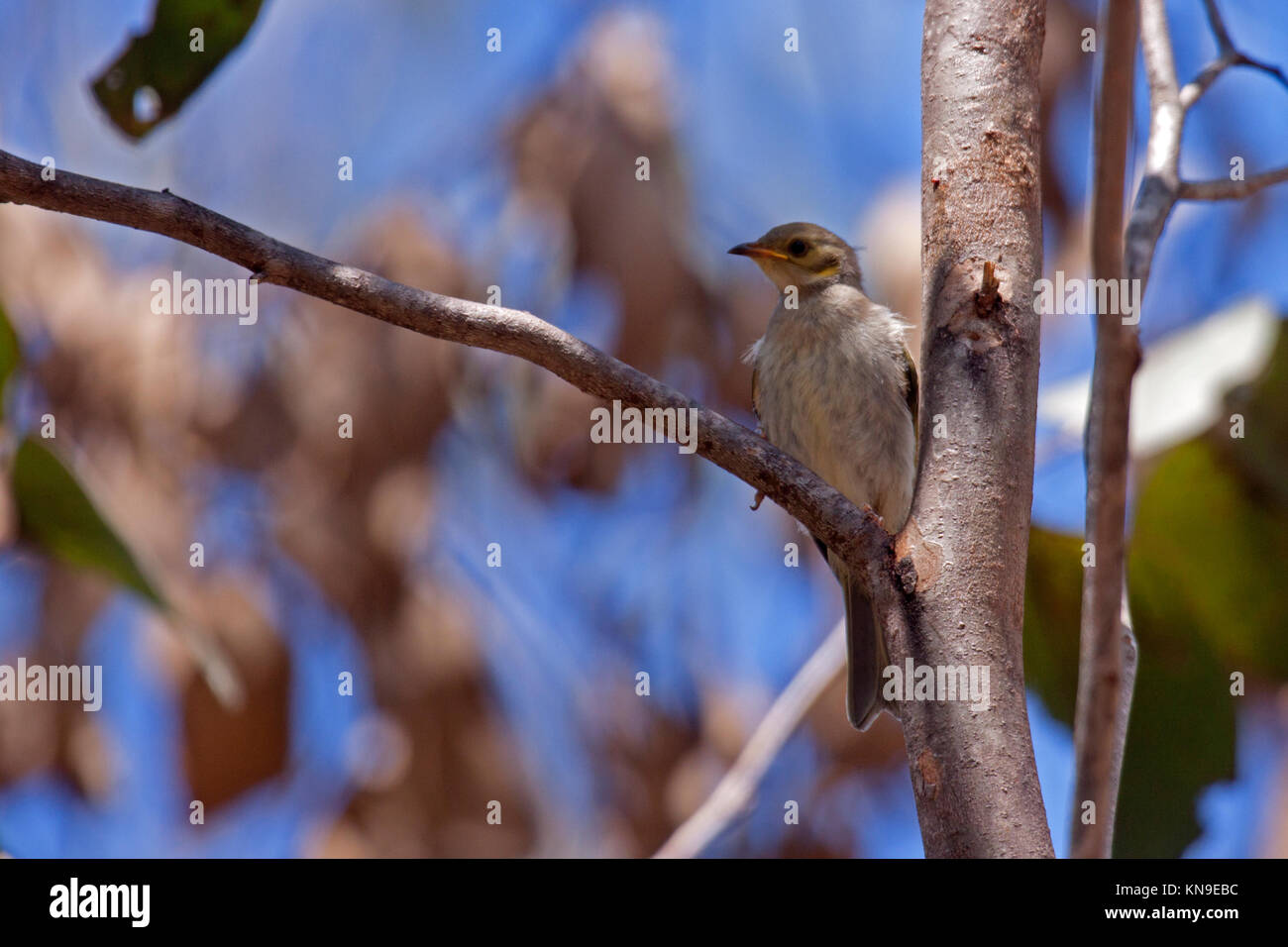 Gelb getönte honeyeater in Baum in Queensland Australien gehockt Stockfoto