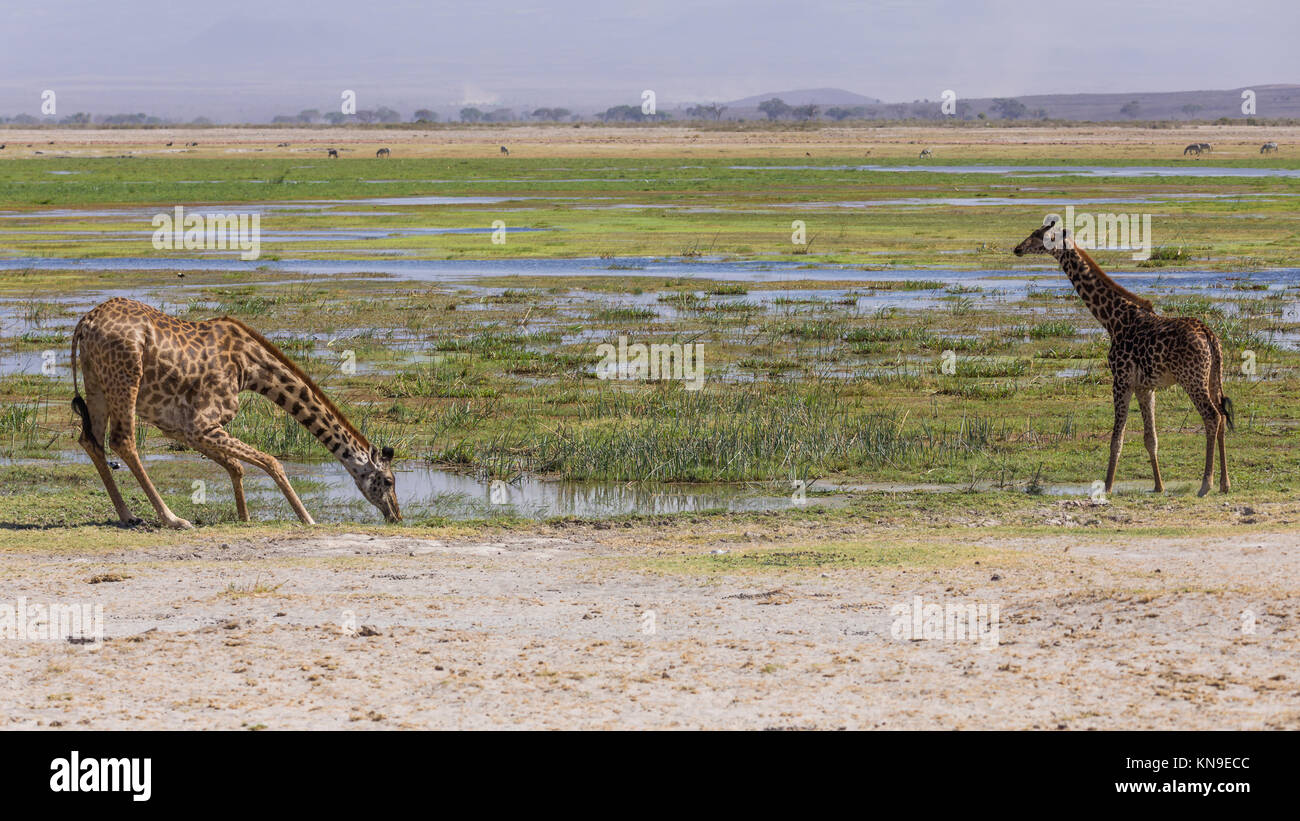 Weibliche Mutter Giraffe mit Ihren Youngster Trinkwasser aus Oase in der Wüste, extrem trockenen Tag, Oktober 2017, Amboseli National Park, Kenia, Afrika Stockfoto
