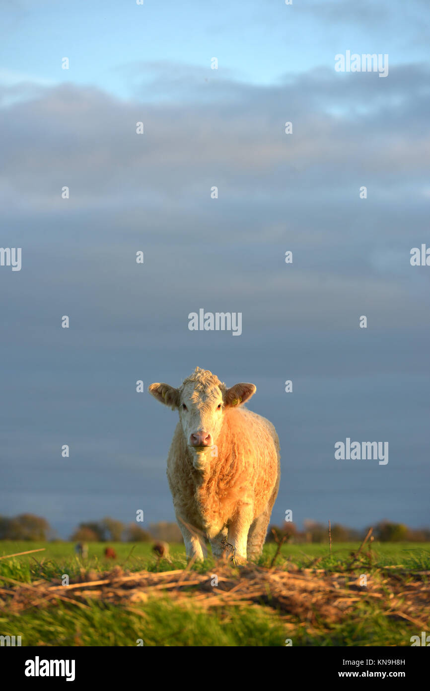 Blass Kalb Freuen uns Stockfoto