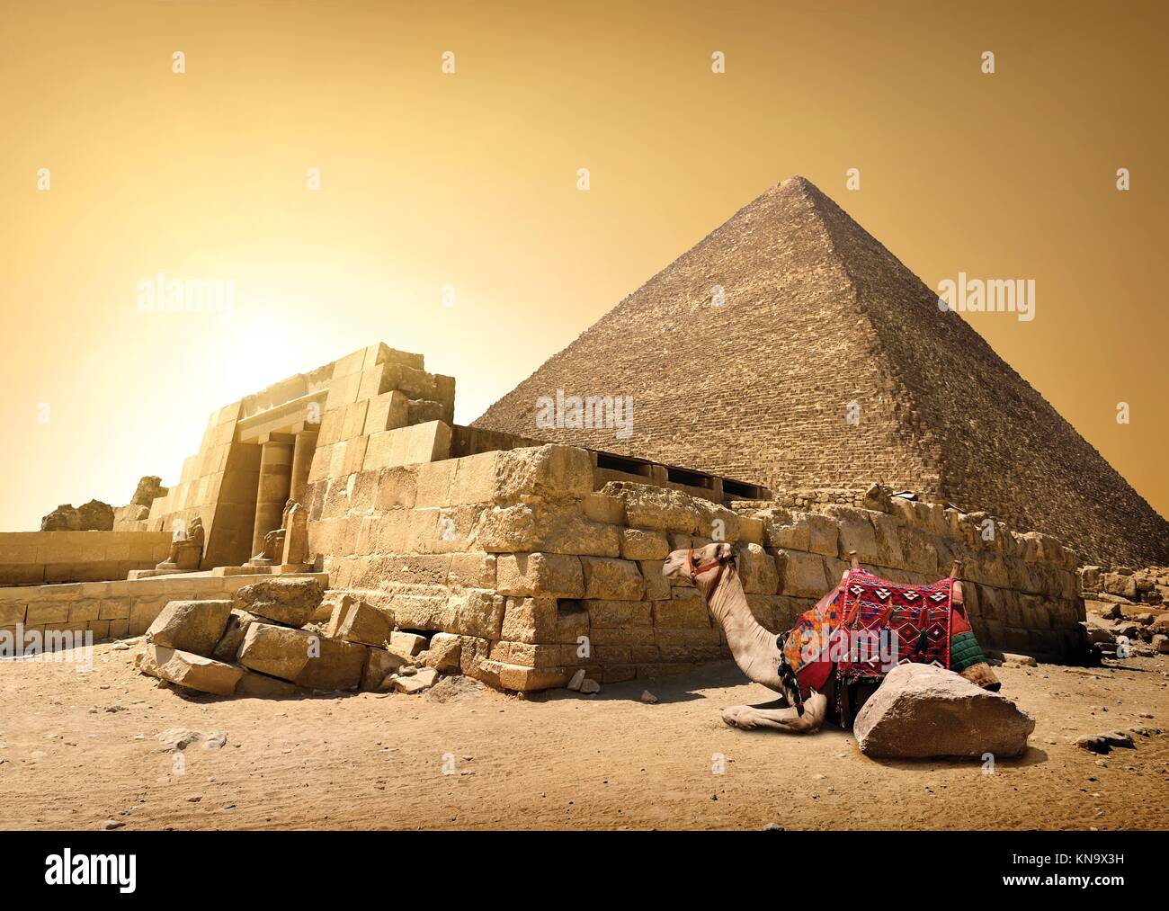 Kamel und ruiniert der Cheopspyramide in Kairo. Stockfoto