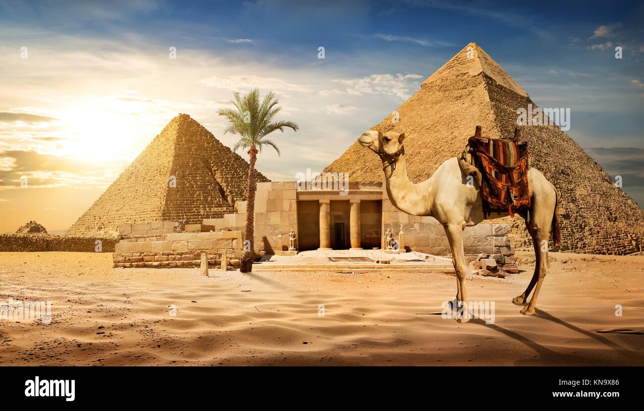 Kamel in der Nähe der Eingang zur Pyramide des Cheops. Stockfoto