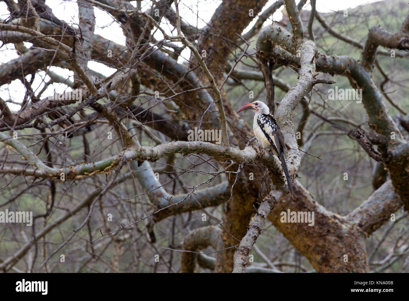 Ein Red-billed Hornbill hiddent in ihrem Lebensraum, ein Baum Stockfoto