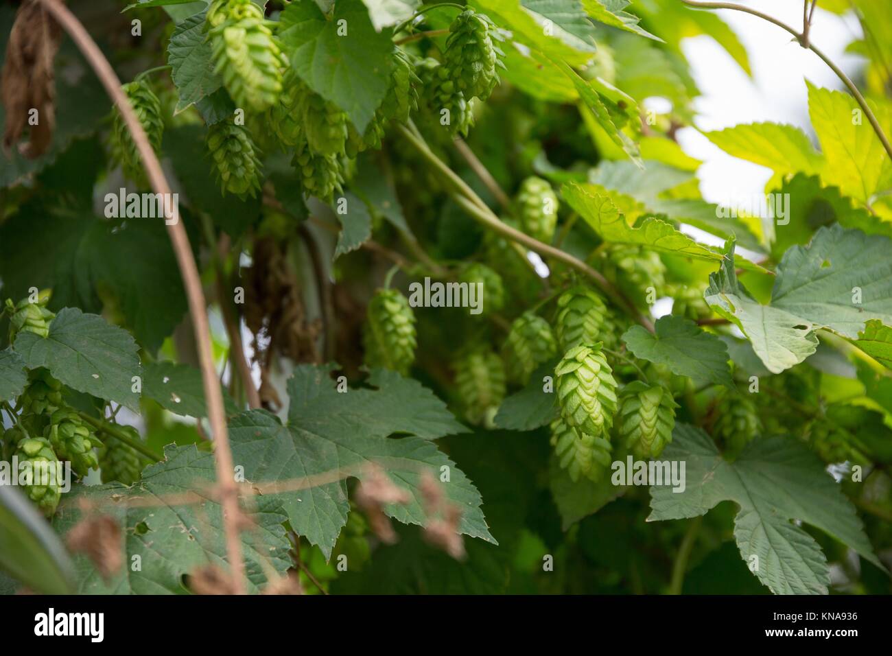 Hop Farm Mit Bio Hopfen Wachst Auf Einem Weinstock Reif Fur Die
