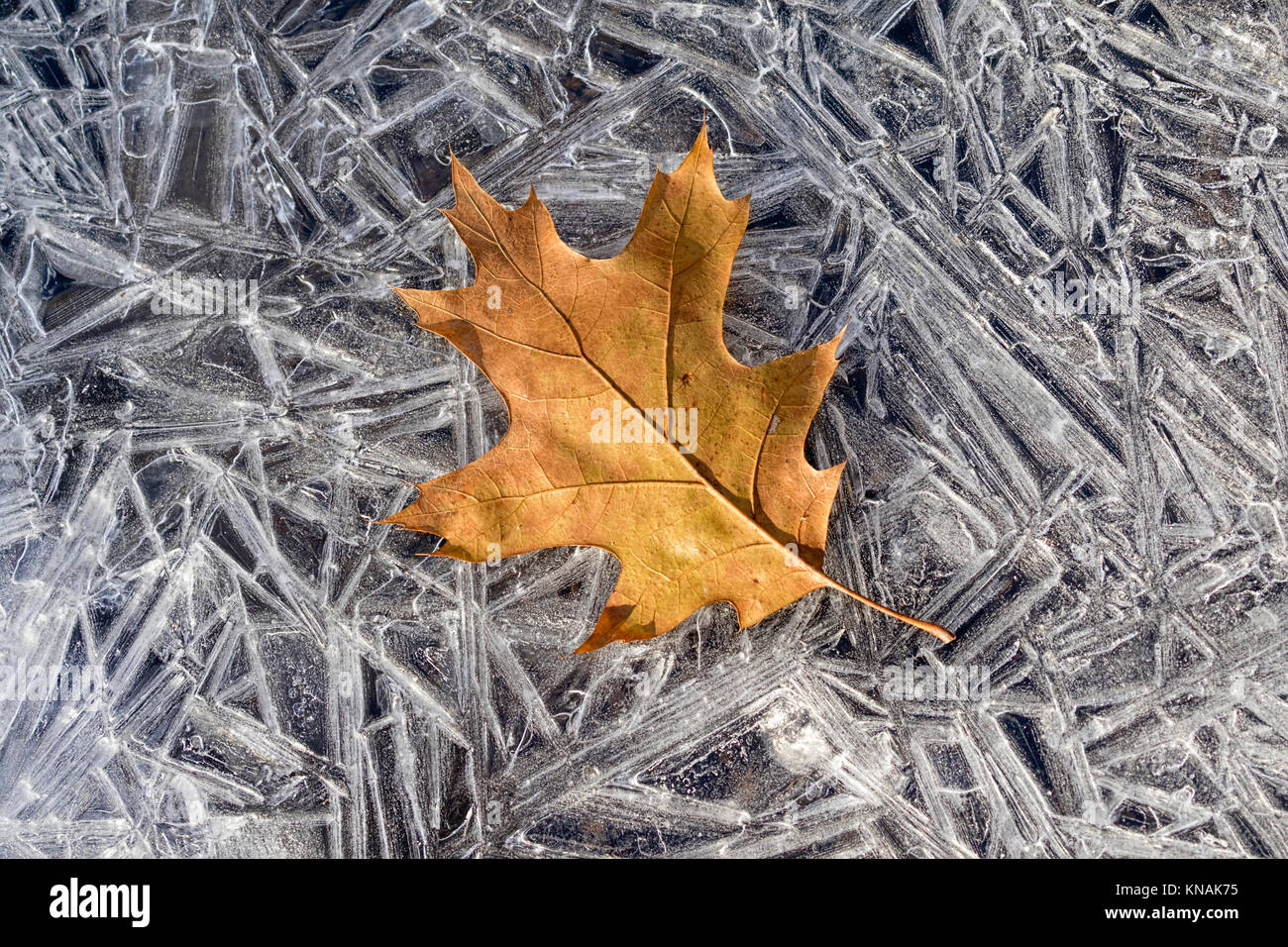 Gefallene Eiche Blatt auf Eis, Ledges State Park, Iowa, USA. Stockfoto