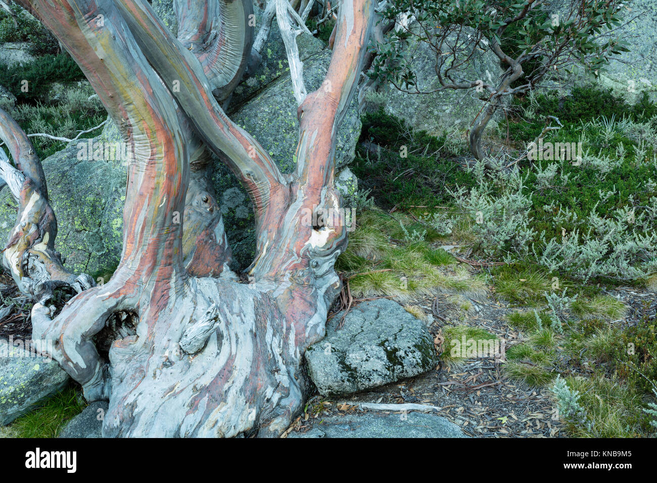Snow Gum Trees (Eucalyptus pauciflora) an Charlotte Pass in Kosciuszko National Park in den Snowy Mountains im Süden von New South Wales, Australien Stockfoto