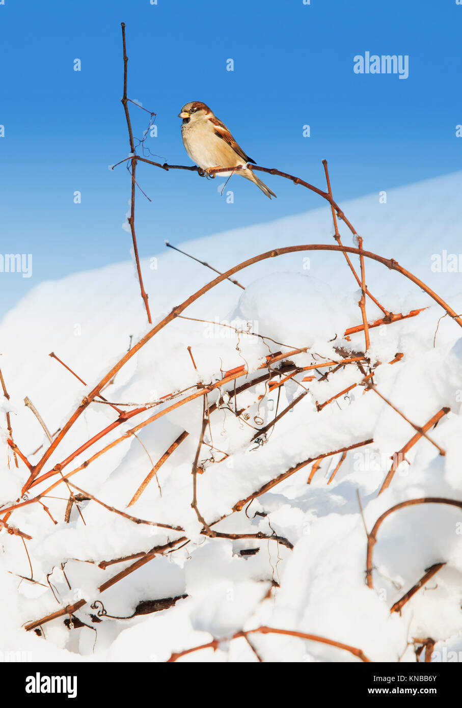 Eurasischen Feldsperling (Passer montanus), die in einem Baum im Winter Zeit sitzen Stockfoto