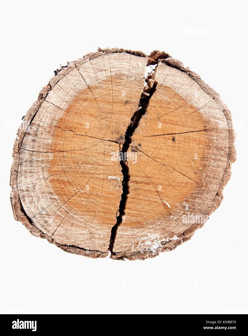 Baumstumpf isoliert auf weißem Hintergrund Stockfoto