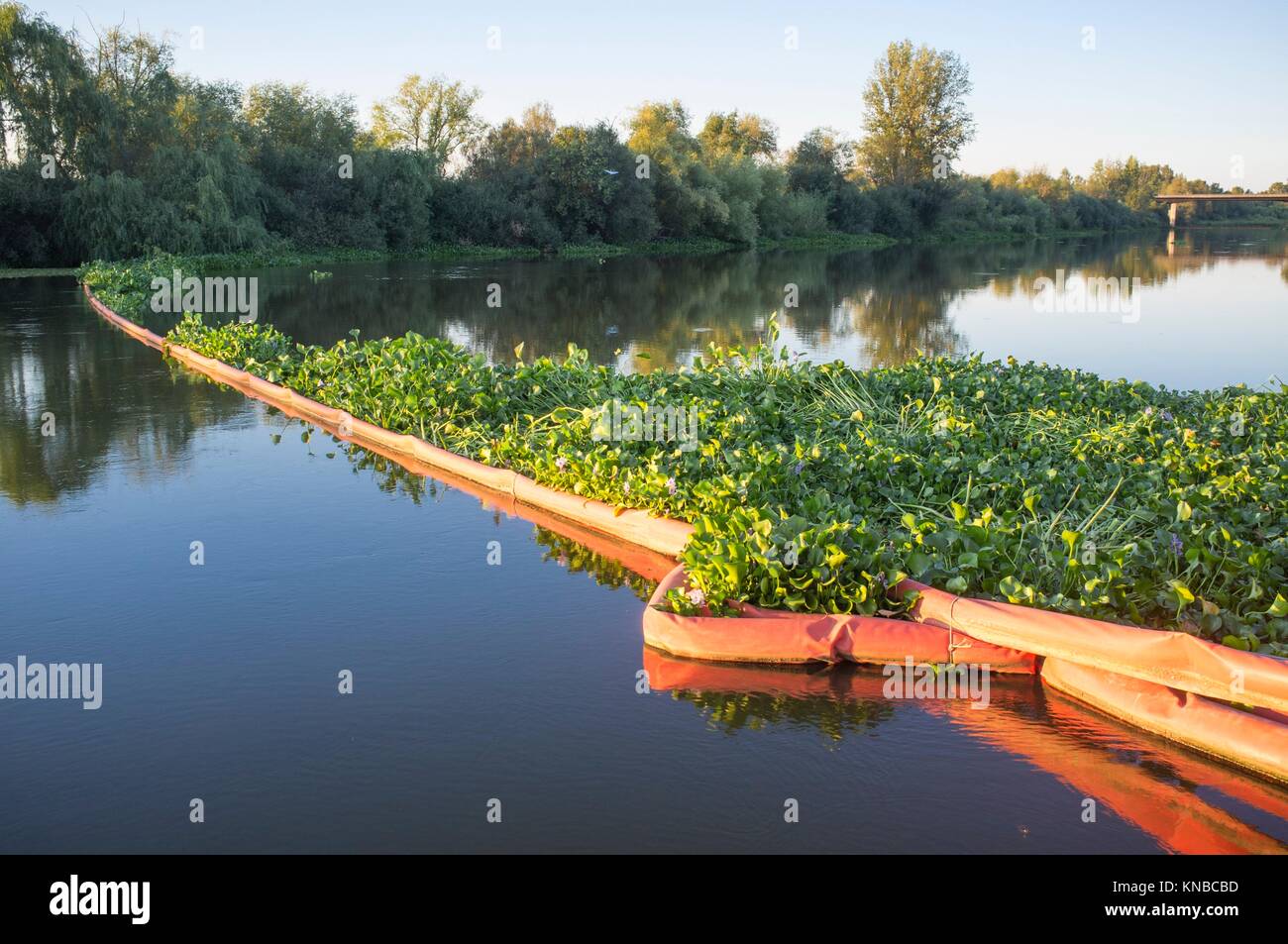 Schwimmende Sperre für die Kontrolle von invasiven Pflanze Wasserhyazinthe. Höchst problematische invasive Arten am Fluss Guadiana, Badajoz, Spanien. Stockfoto