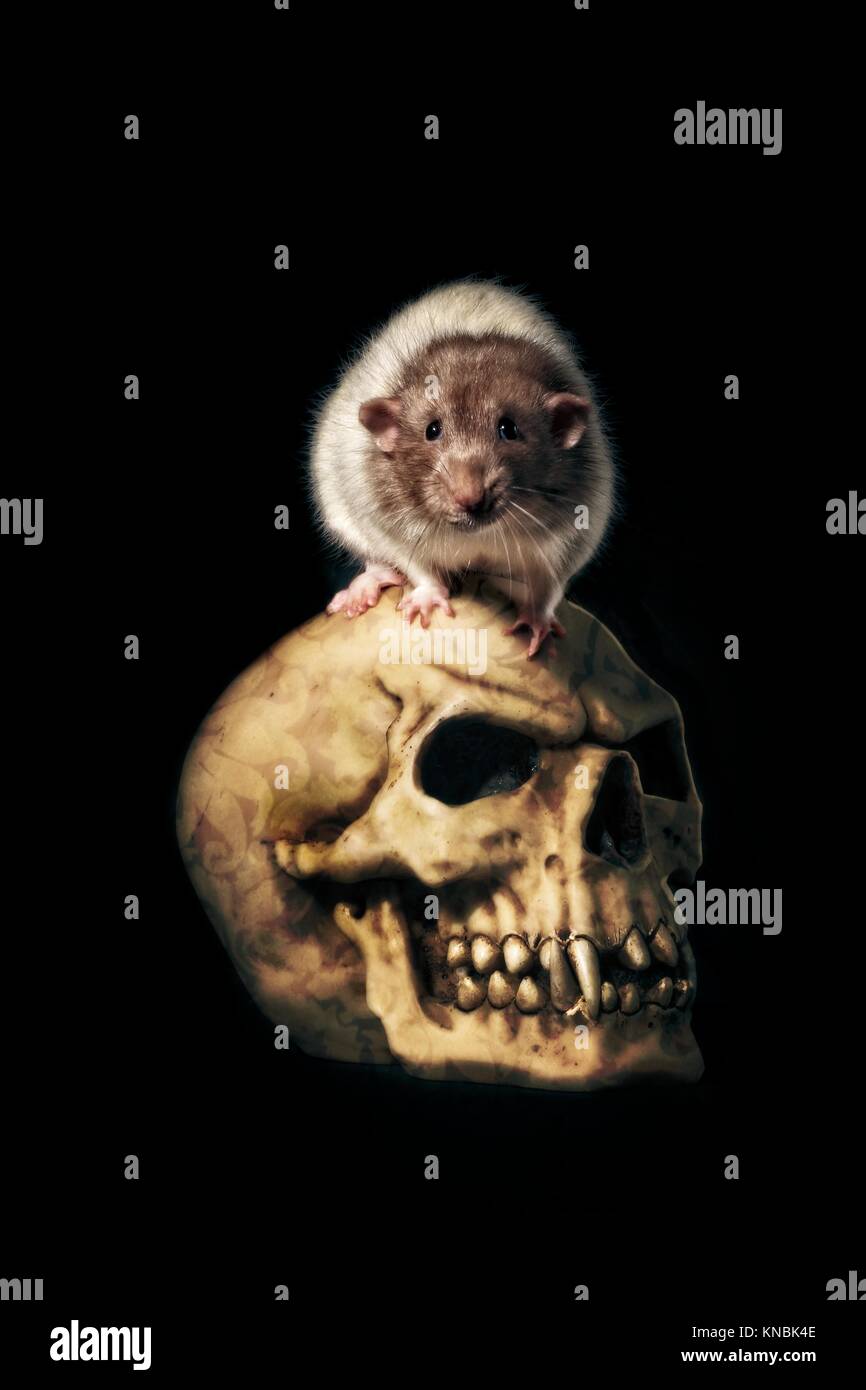 Creepy Ratte sitzen auf einem horror Schädel isoliert auf Schwarz Stockfoto