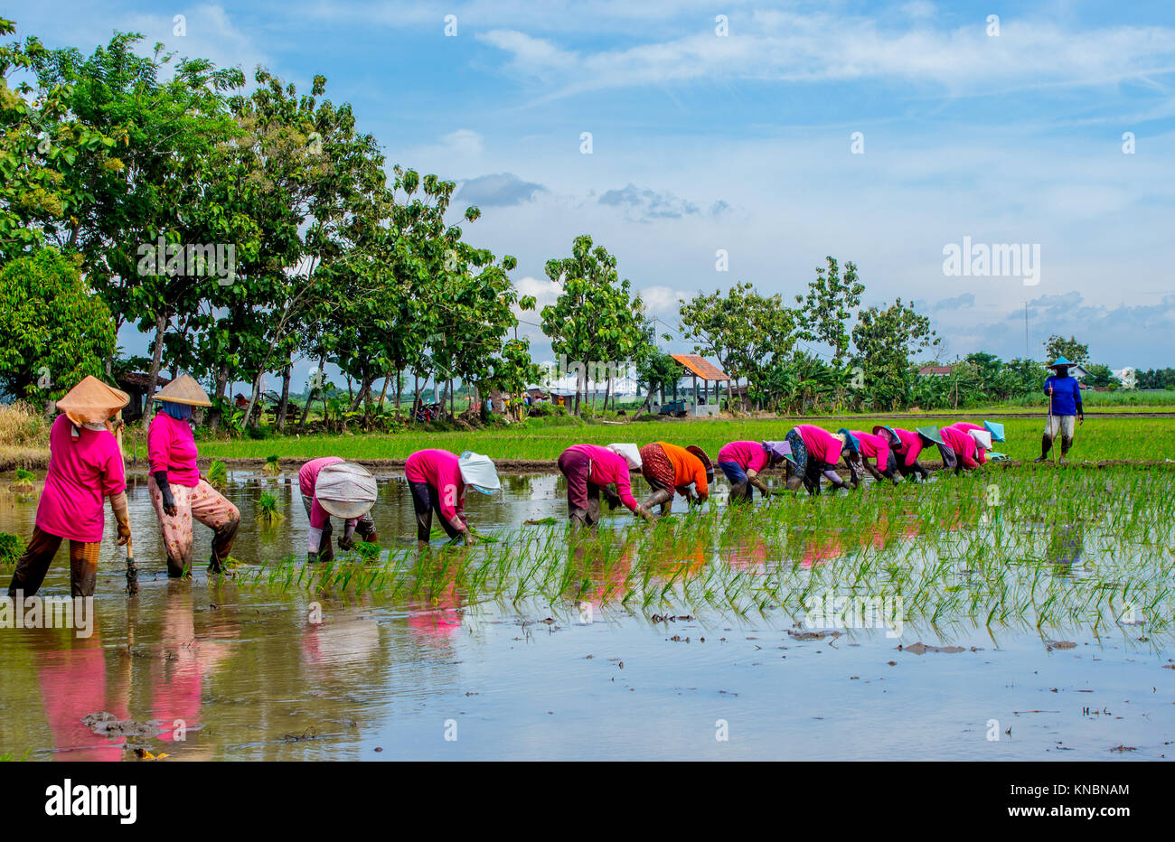 "Tandur' ist das Wort ein JAVANISCHEN Sprache bedeutet Pflanze Reis auf Reisfeldern in einer Weise, dass der Landwirt muss rückwärts gehen, während die Reis Stockfoto