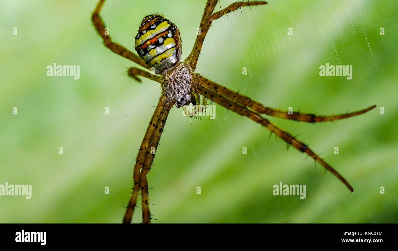 Braune Spinne, die Unterseite ist Gelb, Orange, Schwarz und Weiß auf das Spinnennetz. Stockfoto
