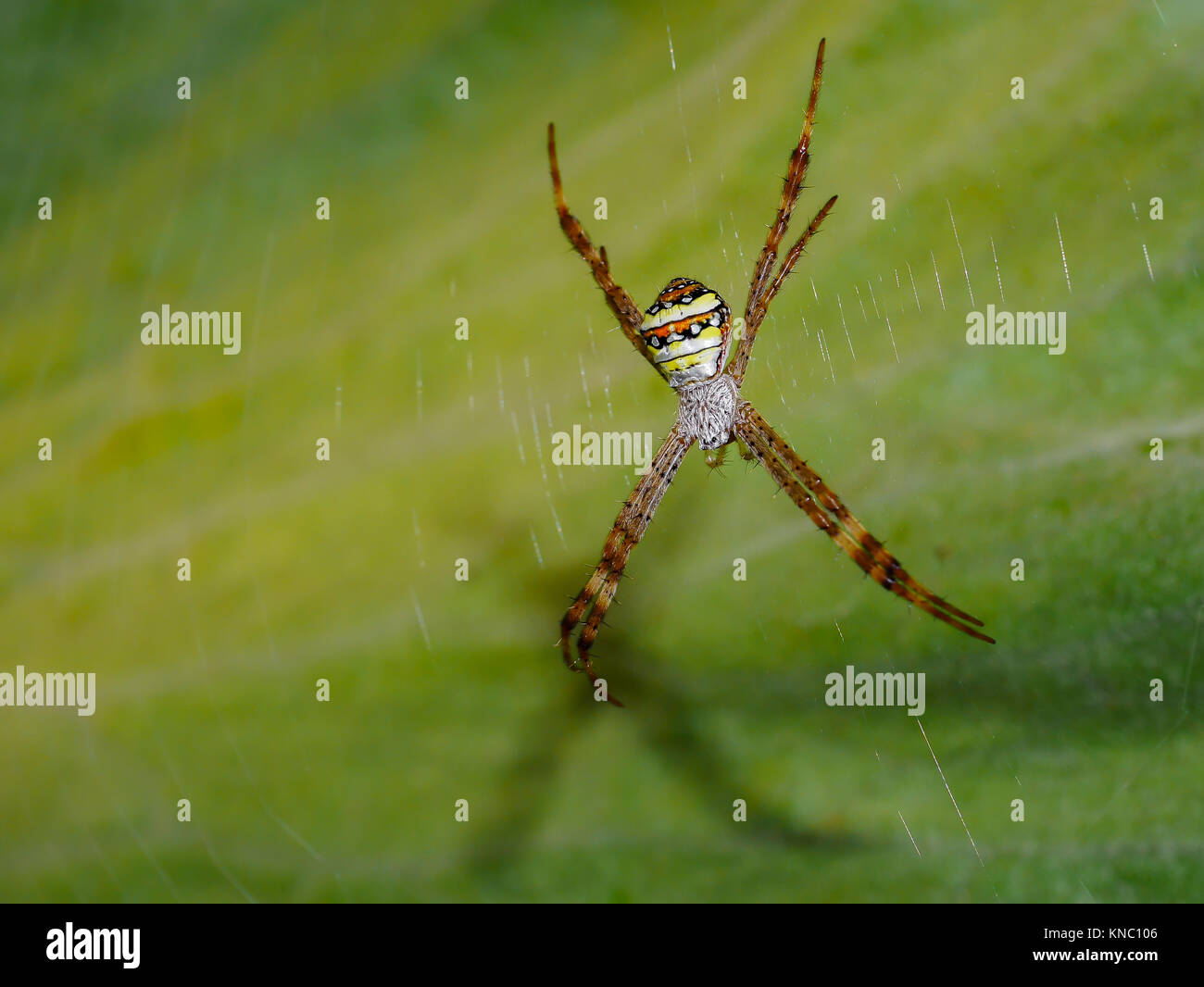 Braune Spinne, die Unterseite ist Gelb, Orange, Schwarz und Weiß auf das Spinnennetz. Stockfoto