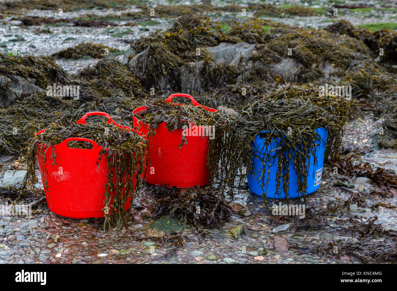 Die nahrungssuche Algen, Valentia Island County Kerry, Irland Stockfoto