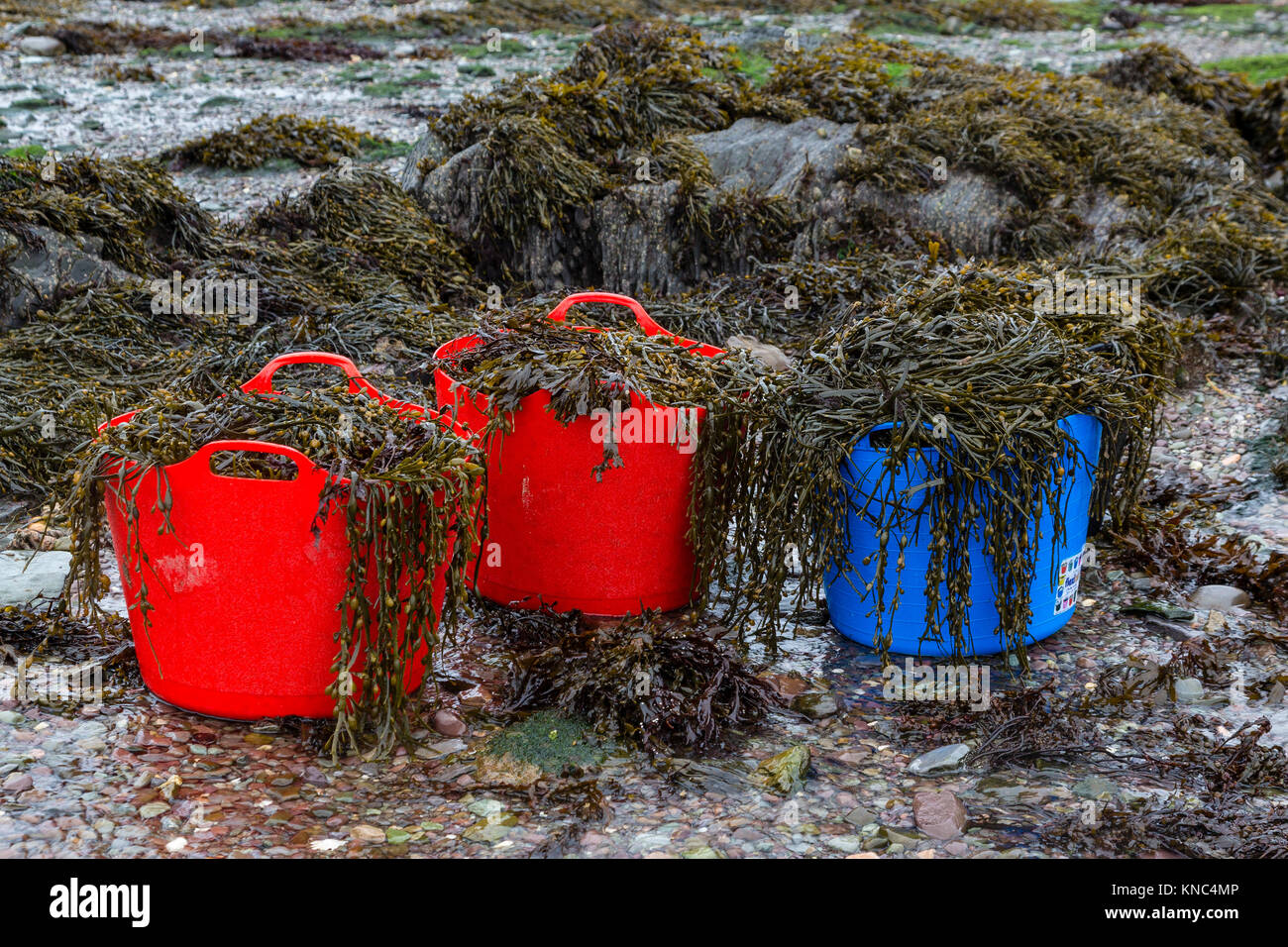 Die nahrungssuche Algen, Valentia Island County Kerry, Irland Stockfoto