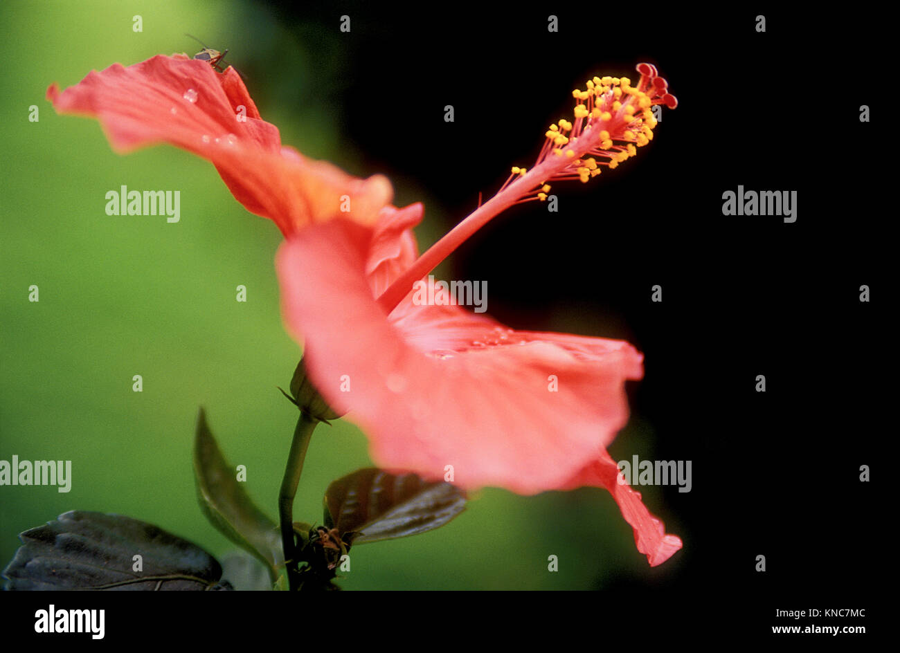 Rosa Hibiskus Blume mit langer Stift und gelben pollen Stockfoto