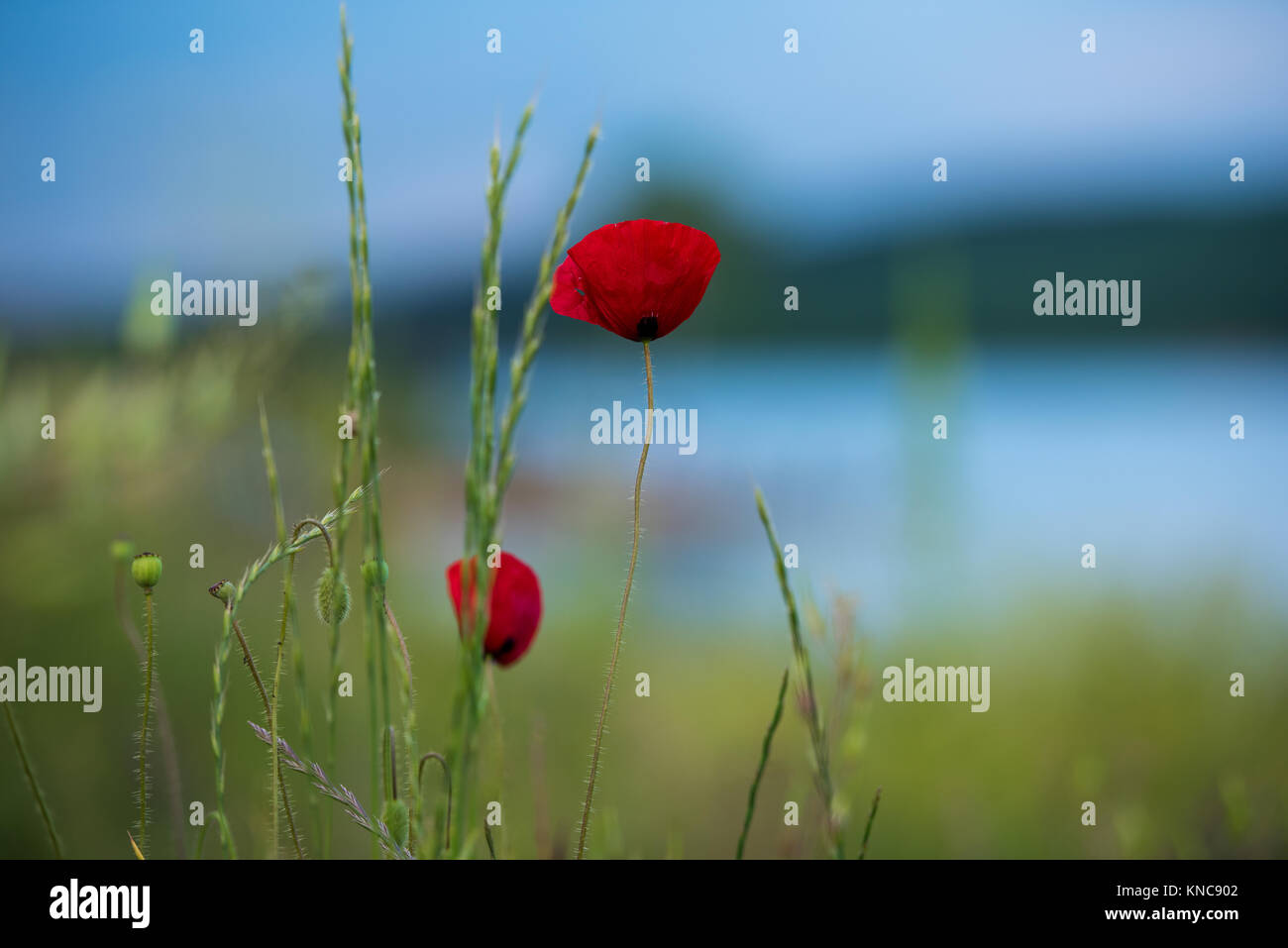 Mohnblume Stockfoto