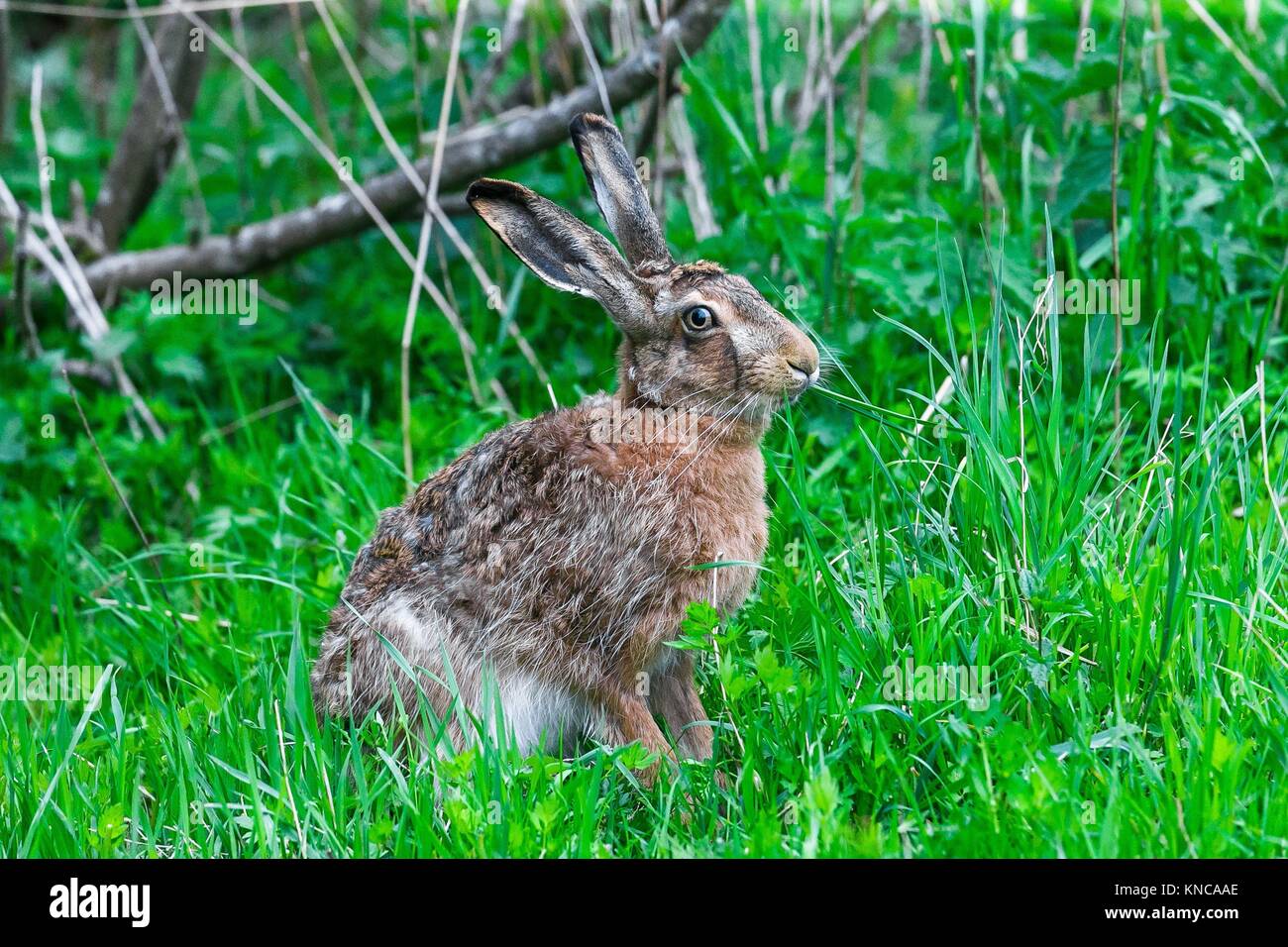 Europäische Hase Fütterung auf Gras in einem Frühlingstag. Stockfoto