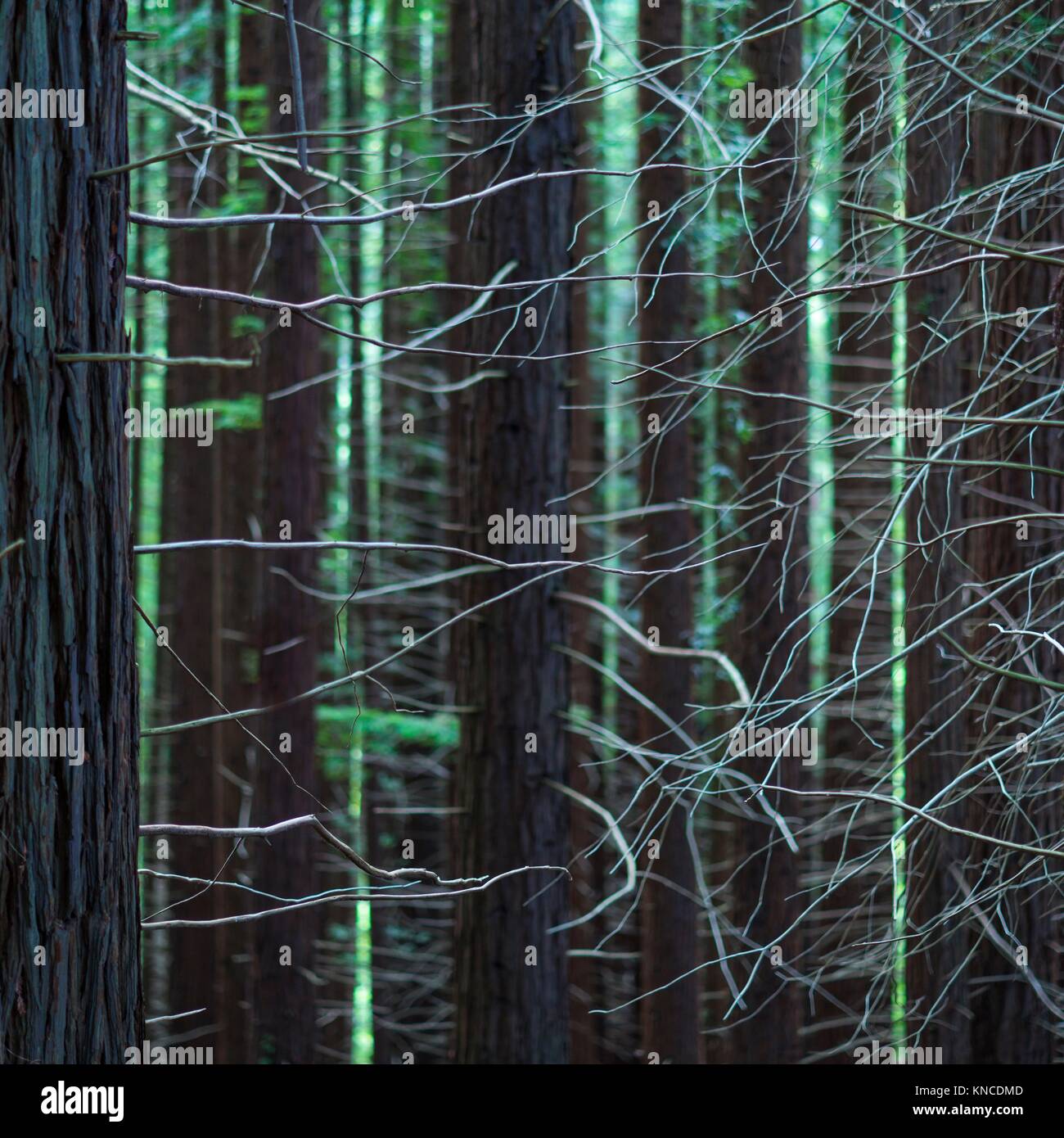 SEQUOIA SEQUOYA (Sequoia sempervirens) ist der einzige lebende Arten