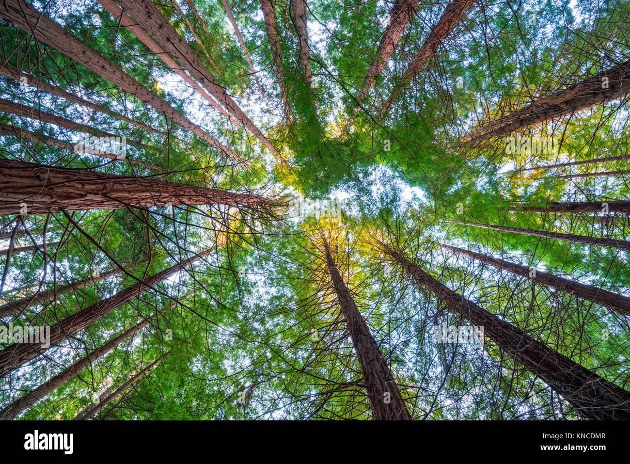 SEQUOIA SEQUOYA (Sequoia sempervirens) ist der einzige lebende Arten
