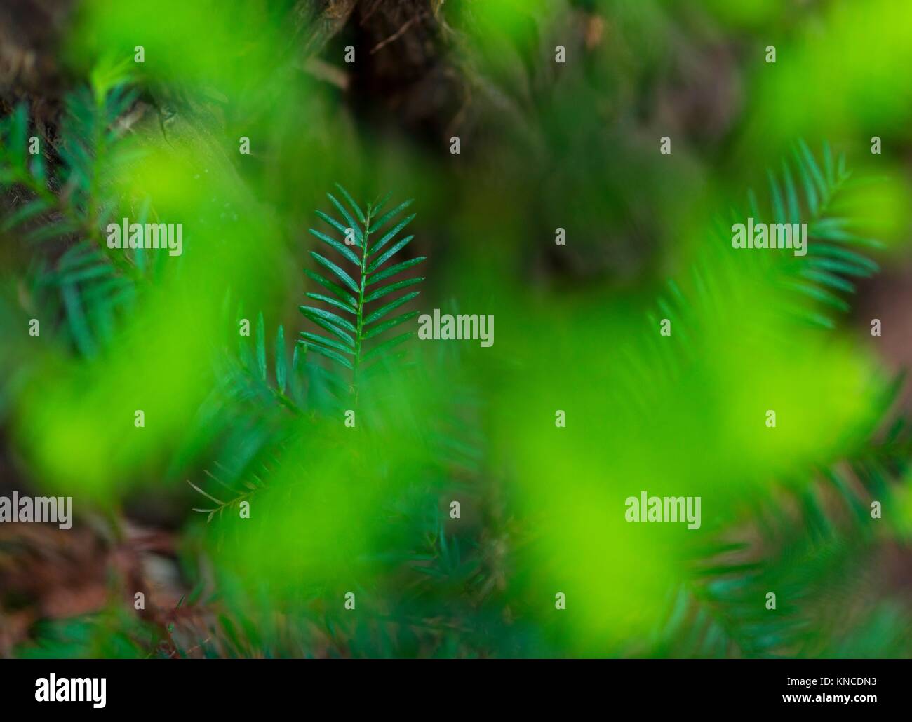 SEQUOIA SEQUOYA (Sequoia sempervirens) ist der einzige lebende Arten