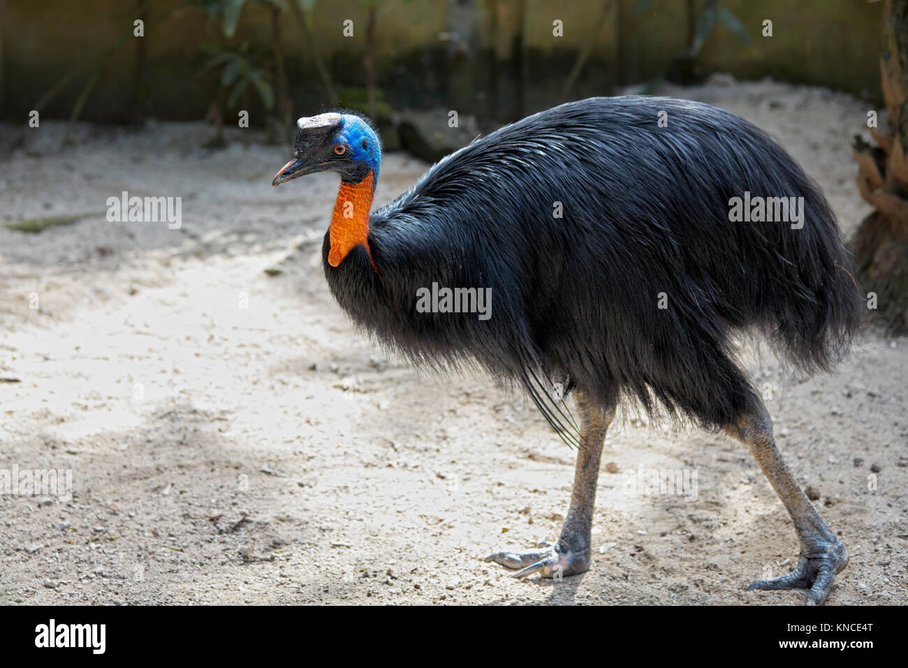 Die Northern cassowary (Casuarius unappendiculatus). Bali Bird Park