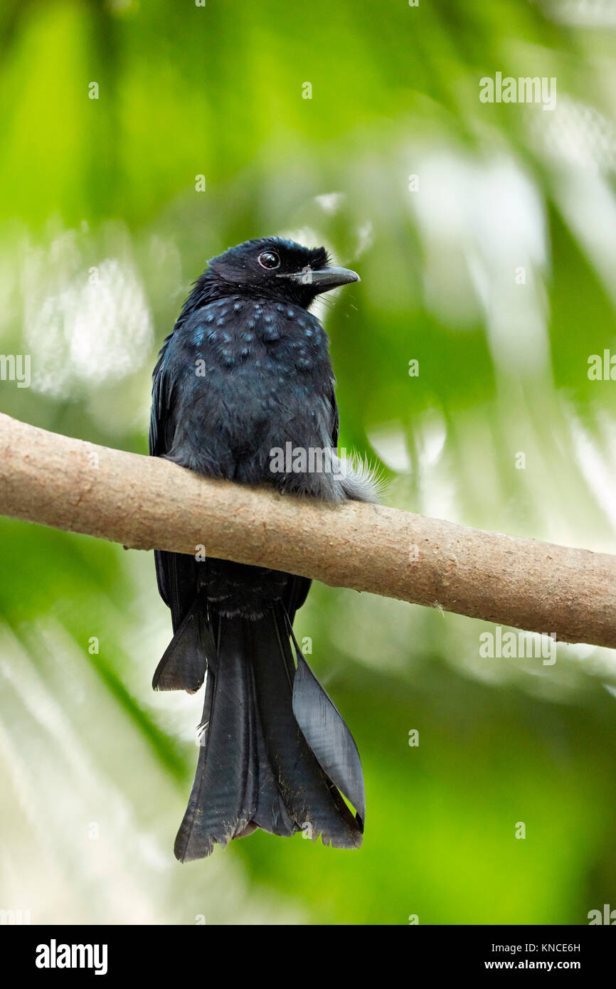 Greater Racket-tailed Drongo (Dicrurus paradiseus) mit fehlenden Schwanzschlägern. Bali Bird Park, Batubulan, Gianyar Regentschaft, Bali, Indonesien. Stockfoto