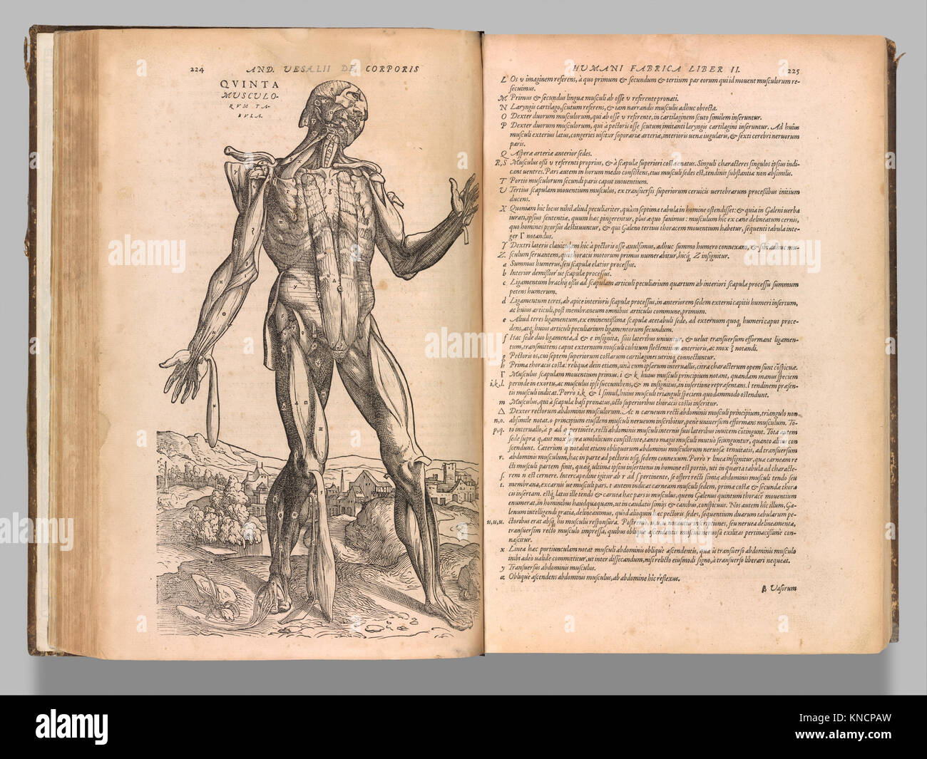 „De humani corporis fabrica“ von Andreas Vesalius, veröffentlicht 1543, ist ein grundlegender medizinischer Text mit detaillierten anatomischen Illustrationen, der die menschliche Biologie und die moderne Medizin revolutioniert. Stockfoto