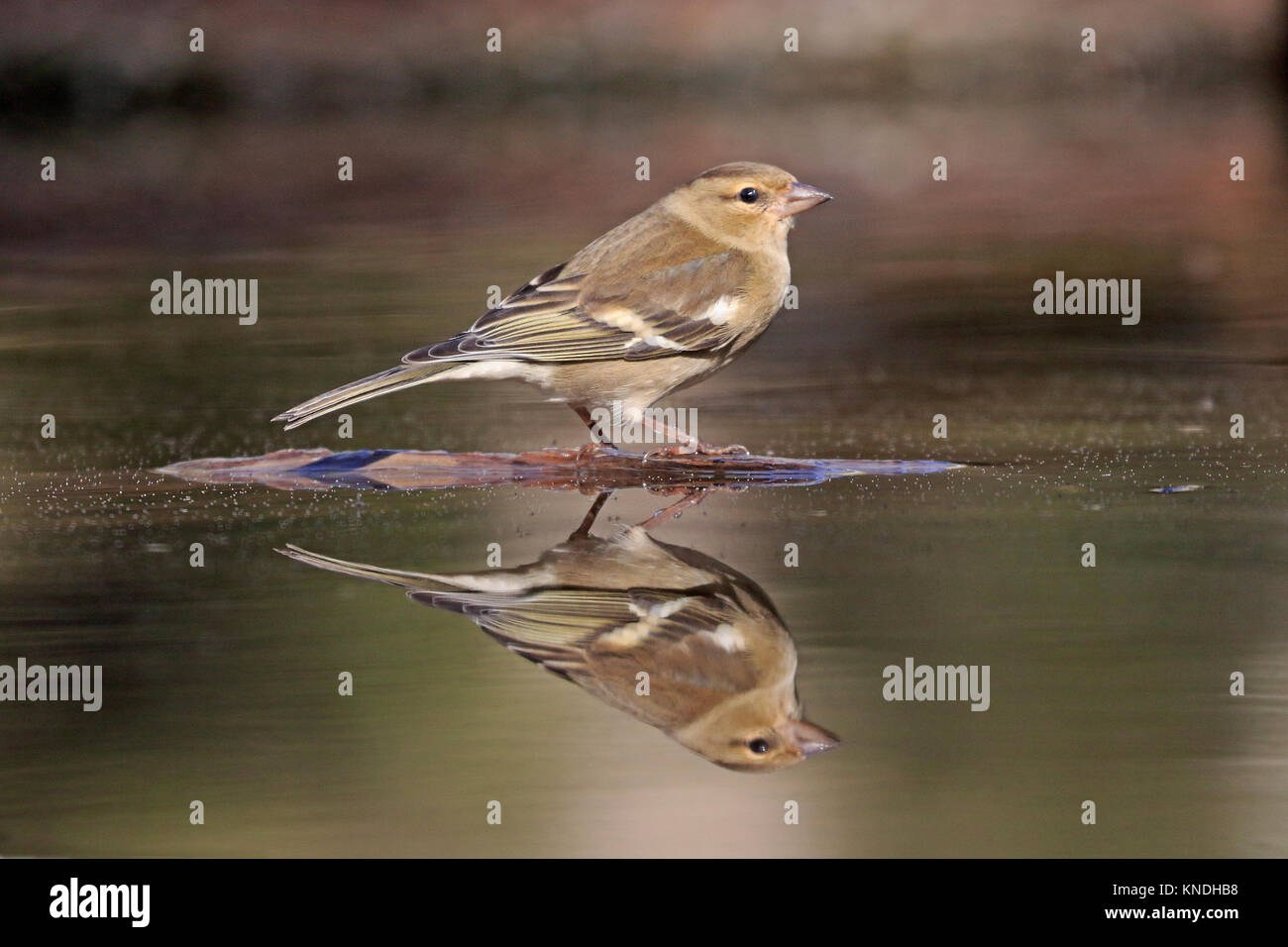 Weibliche Buchfink mit Reflexion in Spanien Stockfoto