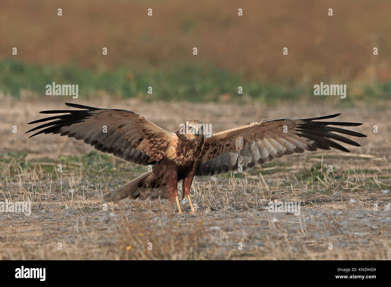 Unreife männliche Rohrweihe auf ein Kaninchen in Spanien Stockfoto