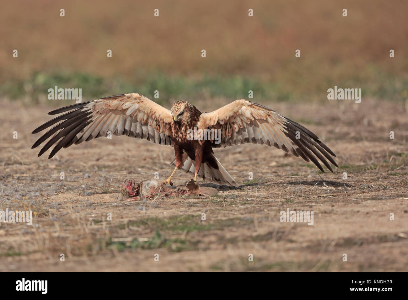 Unreife männliche Rohrweihe auf ein Kaninchen in Spanien Stockfoto