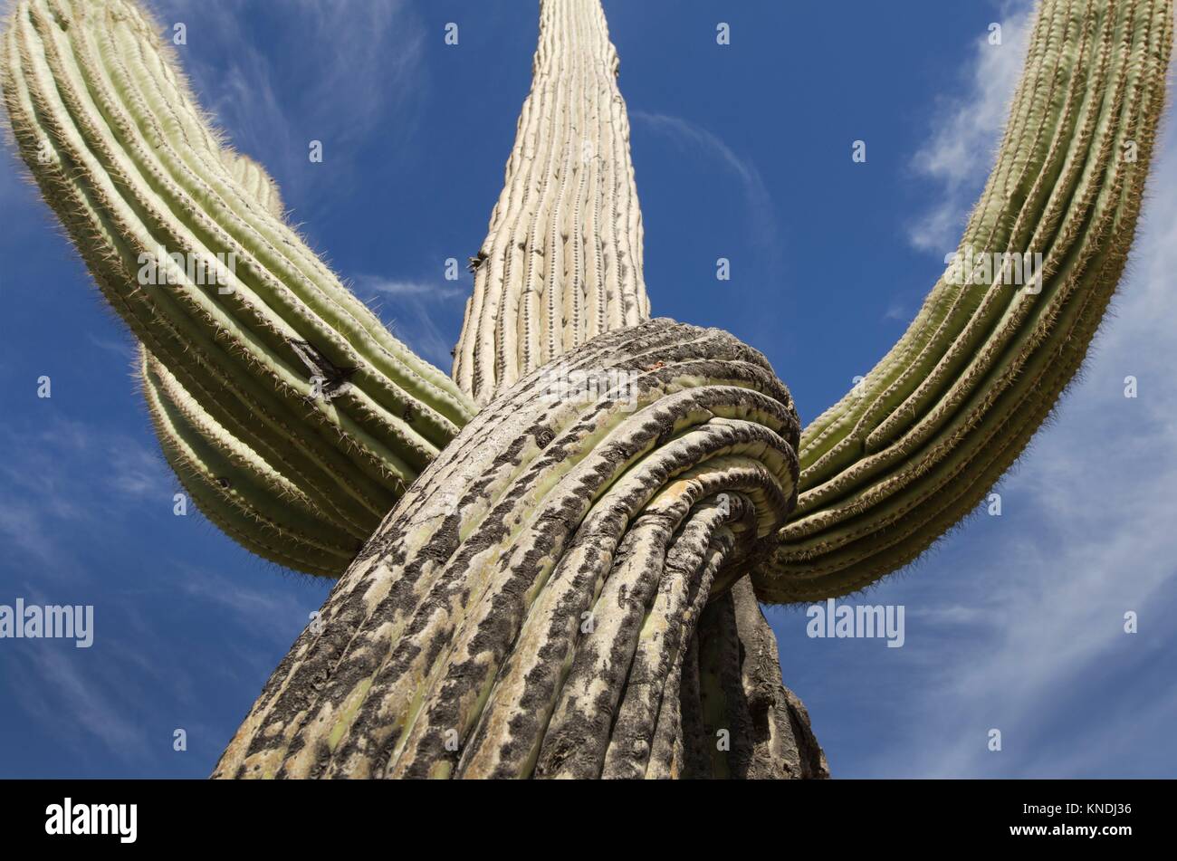 Saguaro (Carnegiea gigantea). Stockfoto