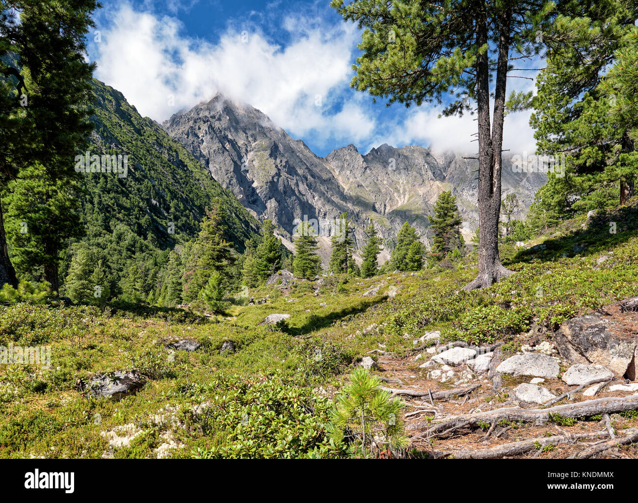 Seltene Wald in der Nähe der Kante. Ein Sommertag in der sibirischen Taiga. Sayan Berge Seltene Wald in der Nähe der Kante. Ein Sommertag in der sibirischen Taiga. Sayan Berge