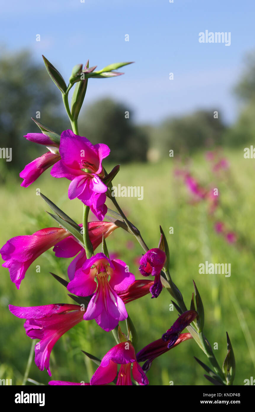 Wilde gladiole Fotos und Bildmaterial in hoher Auflösung Alamy