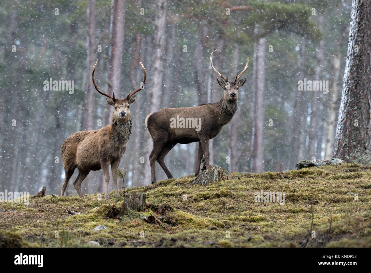 Red Deer; Cervus elaphus Zwei; Hirsche im Schnee Schottland; VEREINIGTES KÖNIGREICH Stockfoto