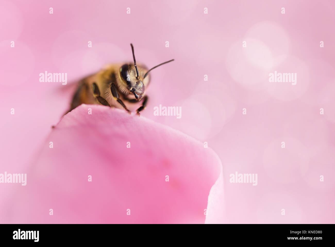 Honey Bee Pollen sammeln von Blumen. Makro Fotografie. Natur Konzept. Stockfoto