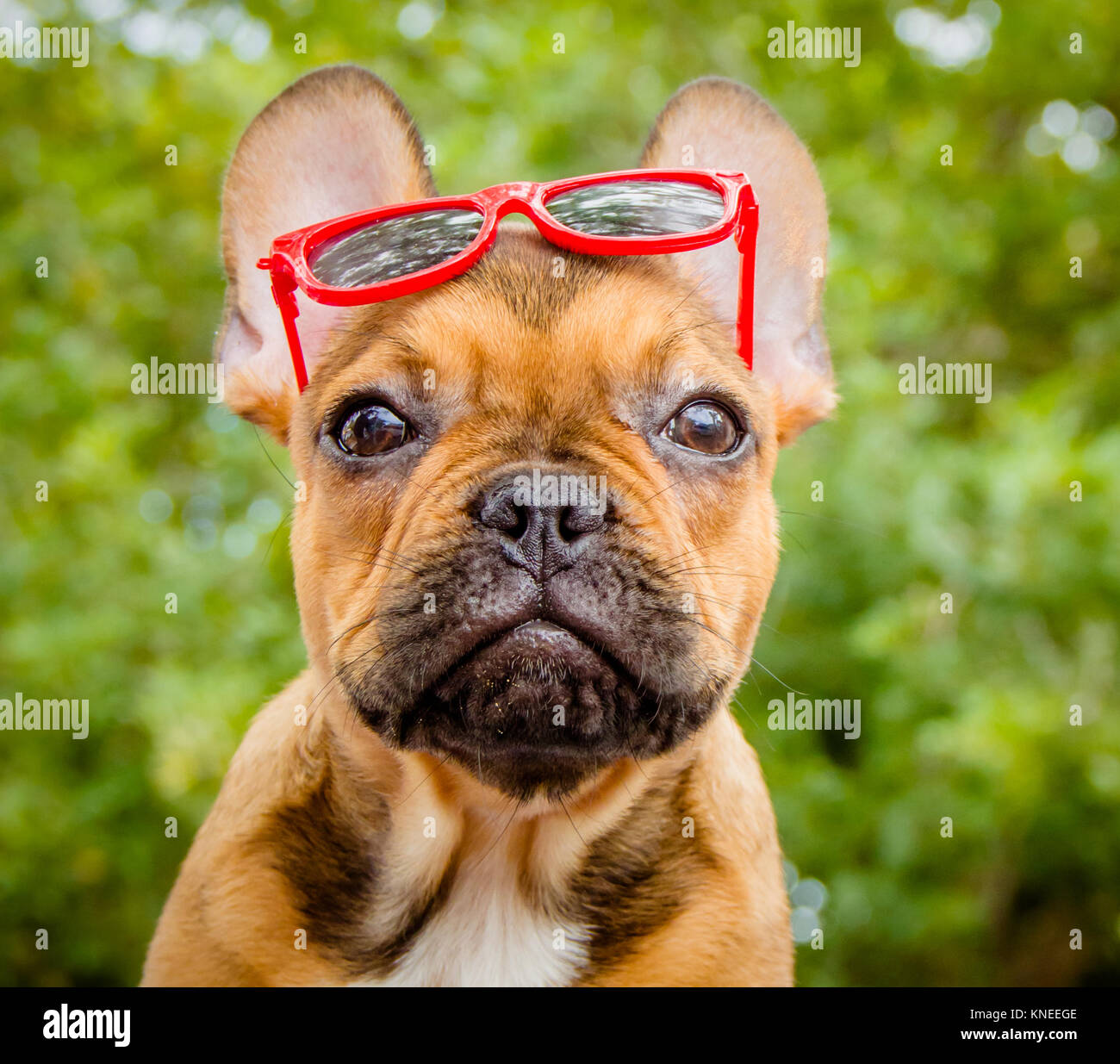 Französisch Bulldog Sonnenbrille tragen Stockfoto