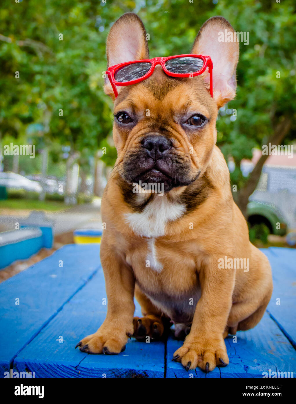 Französisch Bulldog Sonnenbrille tragen Stockfoto